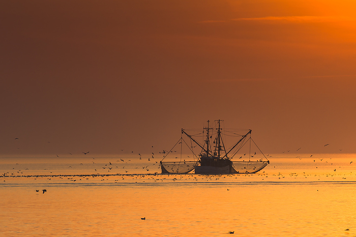 Trawler with dragnet fishing in the Wadden Sea at sunset Trawler with dragnet fishing in the Wadden Sea at sunset, by Zoonar Conny Pokorny