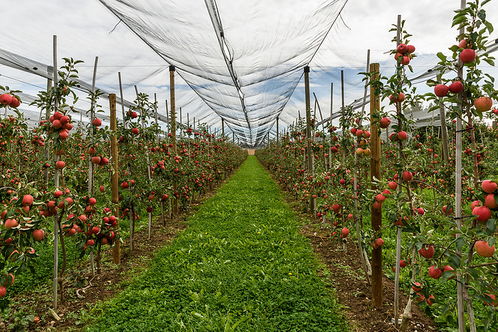 Apple plantation with red, ripe apples, Hagnau, Baden Wuerttemberg, Germany Apple plantation with red, ripe apples, Hagnau, Baden Wuerttemberg, Germany, by Zoonar Conny Pokorny
