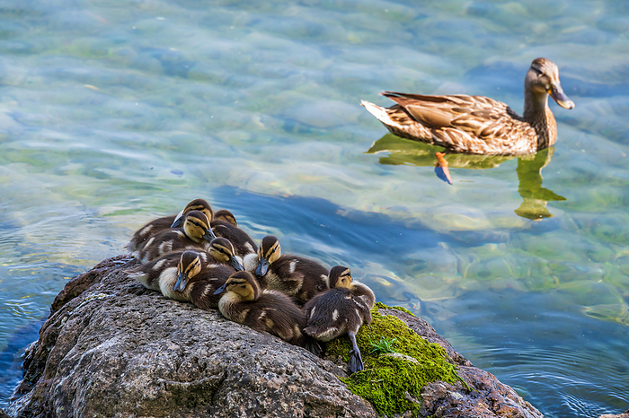 Family of Duckling Family of Duckling, by Zoonar fabio lotti