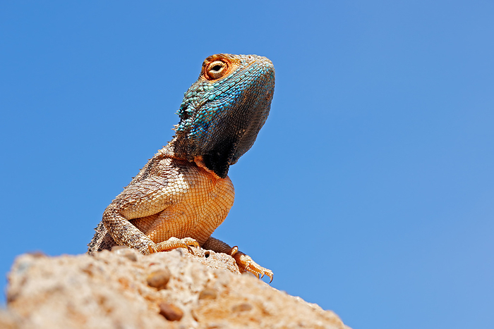 Portrait of a ground agama  Agama aculeata  sitting on a rock against a blue sky Portrait of a ground agama  Agama aculeata  sitting on a rock against a blue sky, by Zoonar Nico Smit