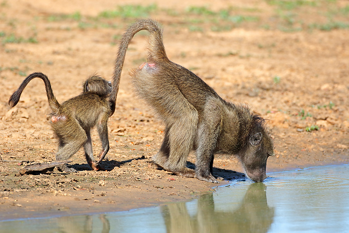 A chacma baboon  Papio ursinus  with young drinking water A chacma baboon  Papio ursinus  with young drinking water, by Zoonar Nico Smit