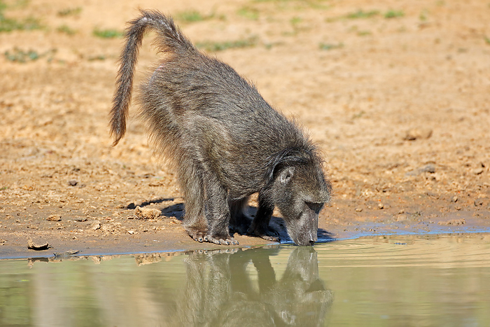 Chacma baboon  Papio ursinus  drinking water Chacma baboon  Papio ursinus  drinking water, by Zoonar Nico Smit