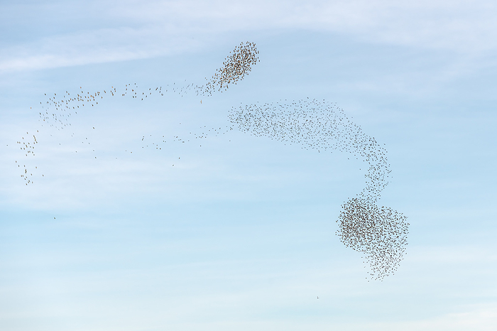 Cloud of starlings sublime choreography starlings birds followed by a raptor. Cloud of starlings sublime choreography starlings birds followed by a raptor., by Zoonar Christian Dec