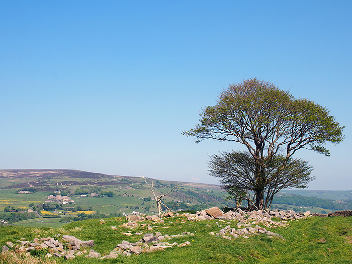 a single tree in a rock covered meadow looking over the calder valley and midgley moor in west yorkshire a single tree in a rock covered meadow looking over the calder valley and midgley moor in west yorkshire, by Zoonar PHILIP_OPENSH