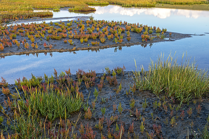 Salt marsh with autumnal Common Glasswort and Common Cordgrass Salt marsh with autumnal Common Glasswort and Common Cordgrass, by Zoonar Helge Schulz