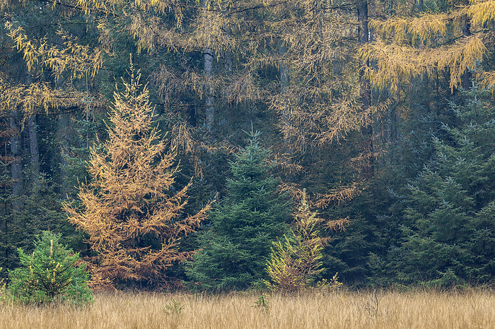 Larch forest in autumn at the edge of a bog Larch forest in autumn at the edge of a bog, by Zoonar Helge Schulz