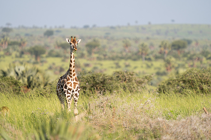 Baringo Giraffe, Giraffa camelopardalis Baringo Giraffe, Giraffa camelopardalis, by Zoonar Alexander Lud