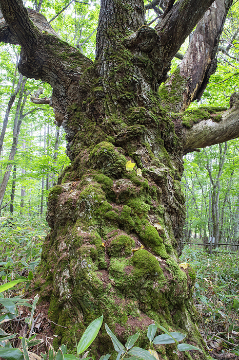 Hokkaido Highest Quercus crispula