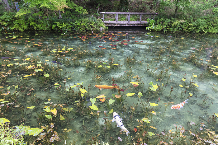 Monet's Pond, Gifu Prefecture