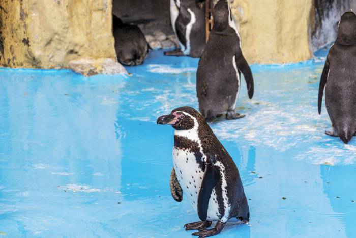 Black-and-white Humboldt penguin