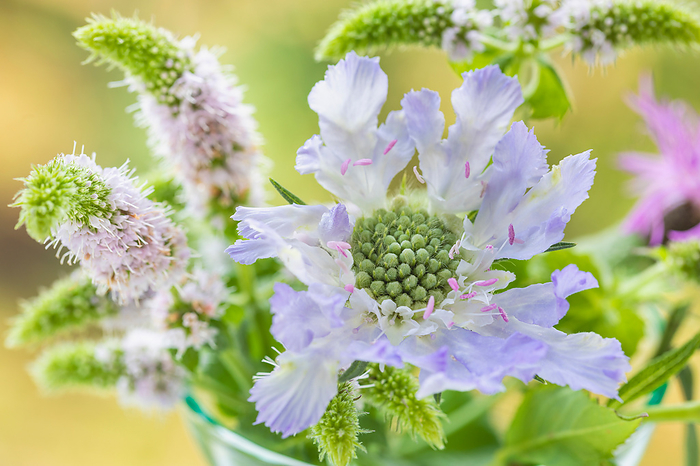 Scabiosa and mint flowers