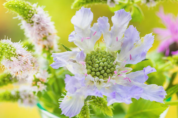 Scabiosa and mint flowers