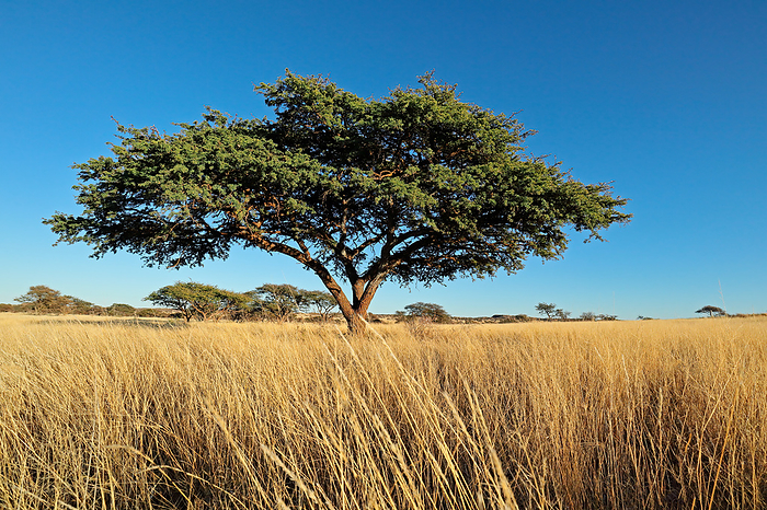 African camel thorn tree  Vachellia erioloba  in grassland African camel thorn tree  Vachellia erioloba  in grassland, by Zoonar Nico Smit