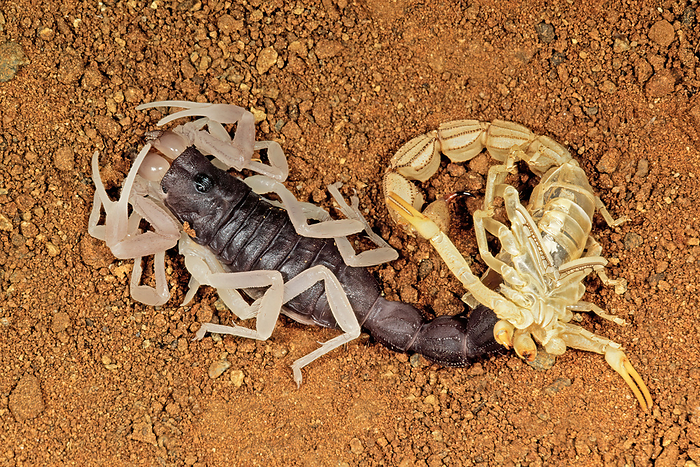 Molting thick tailed scorpion  Parabuthus spp  with shed skin Molting thick tailed scorpion  Parabuthus spp  with shed skin, by Zoonar Nico Smit