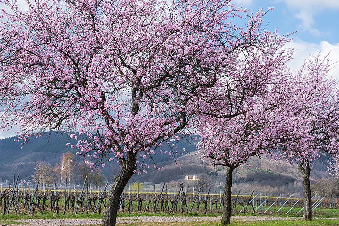 Almond blossom near Edenkoben, Rhineland Palatinate, Germany Almond blossom near Edenkoben, Rhineland Palatinate, Germany, by Zoonar Conny Pokorny