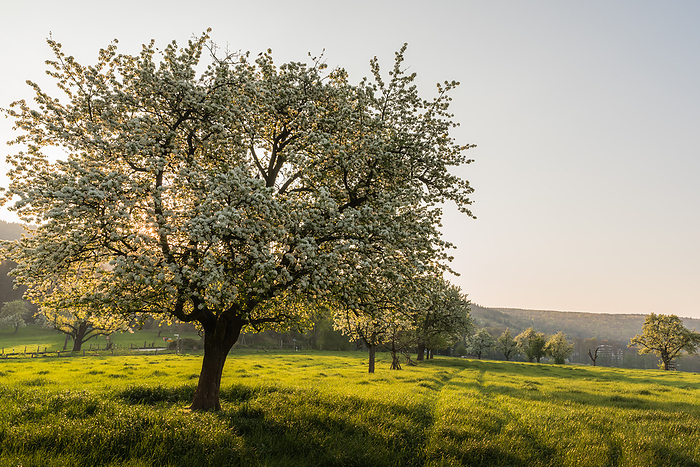 Blooming pear trees on a meadow orchard in morning light, Heidelberg, Baden Wuerttemberg, Germany Blooming pear trees on a meadow orchard in morning light, Heidelberg, Baden Wuerttemberg, Germany, by Zoonar Conny Pokorny