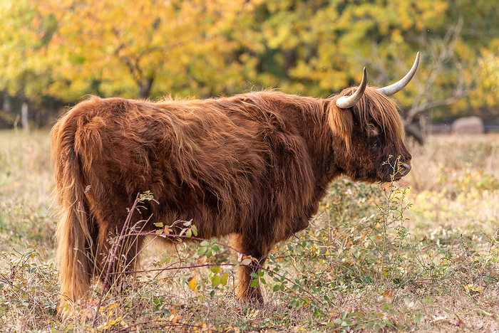 Highland cattle in a mountain pasture in autumn. Highland cattle in a mountain pasture in autumn., by Zoonar DECOUT CHRIST