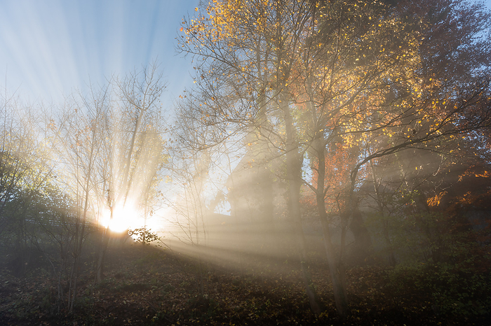Rays of sunlight filtered through the early autumn mist in a mountain forest. Rays of sunlight filtered through the early autumn mist in a mountain forest., by Zoonar Christian Dec
