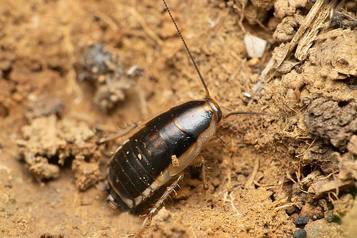 Wild cockroach, blatella sp. Satara Maharashtra, India Wild cockroach, blatella sp. Satara Maharashtra, India, by Zoonar RealityImages