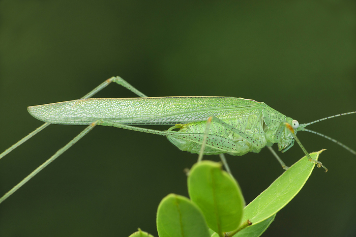 Green katydid insect, Tettigonia viridissima, Satara, Maharashtra, India Green katydid insect, Tettigonia viridissima, Satara, Maharashtra, India, by Zoonar RealityImages
