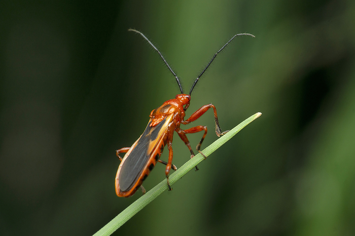 Assassin Bug, Pselliopus species., Satara, Maharashtra, India Assassin Bug, Pselliopus species., Satara, Maharashtra, India, by Zoonar RealityImages