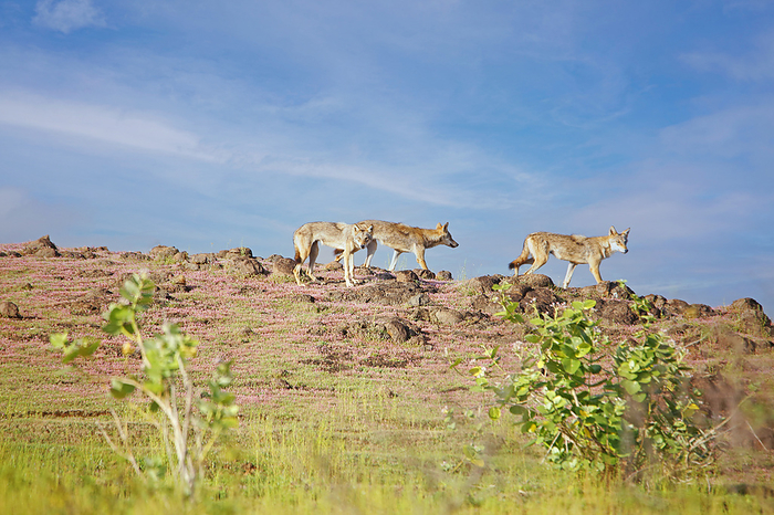 Indian wolves, Canis lupus pallipes with their pack, Satara, Maharashtra, India Indian wolves, Canis lupus pallipes with their pack, Satara, Maharashtra, India, by Zoonar RealityImages