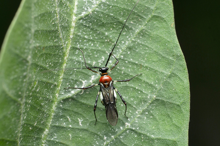Red Assasin bug species, Satara, Maharashtra, India Red Assasin bug species, Satara, Maharashtra, India, by Zoonar RealityImages