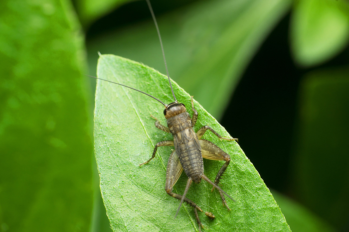 Field cricket insect, Satara, Maharashtra, India Field cricket insect, Satara, Maharashtra, India, by Zoonar RealityImages