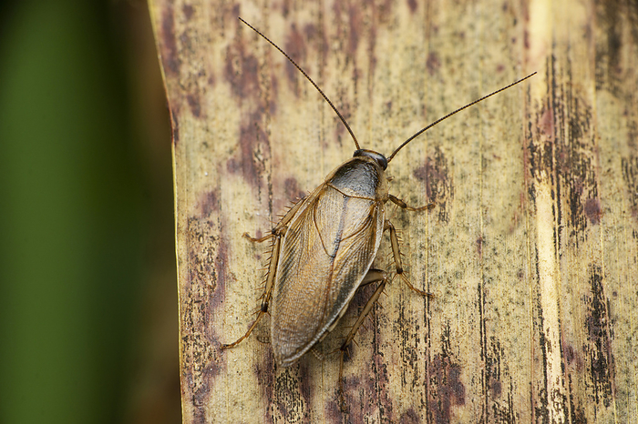Field cockroach, Cariblatta species, Satara, Maharashtra, India Field cockroach, Cariblatta species, Satara, Maharashtra, India, by Zoonar RealityImages