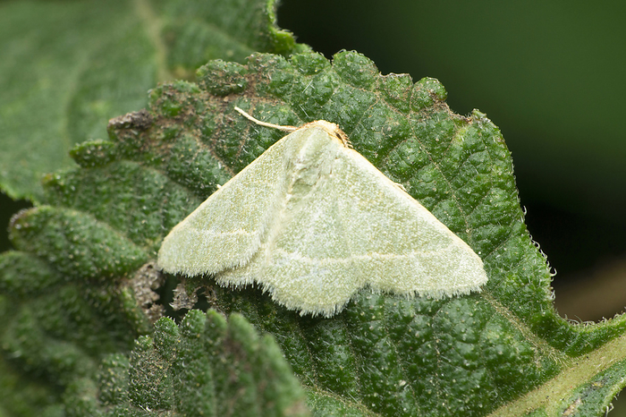 Satin moth, Leucoma salicis, Satara, Maharashtra, India Satin moth, Leucoma salicis, Satara, Maharashtra, India, by Zoonar RealityImages