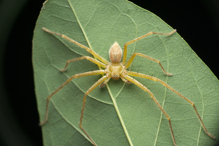 Huntsman spider, olios species, satara maharashtra india , by Zoonar/RealityImages