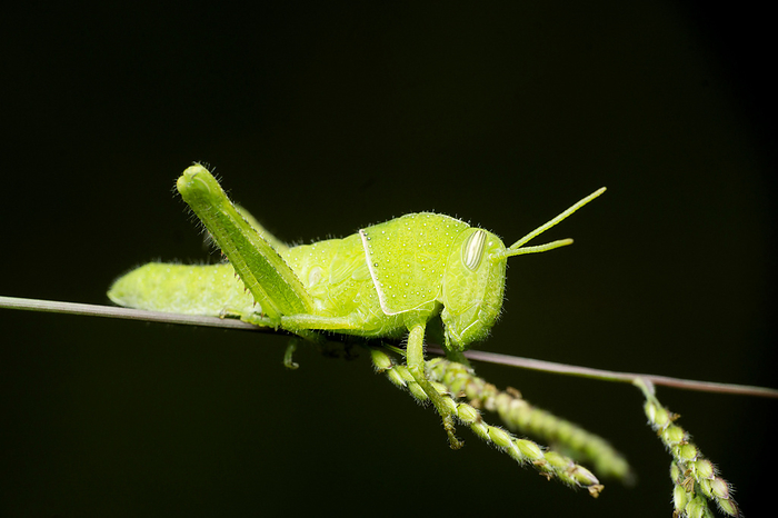 Pigmy green grasshopper, Satara, Maharashtra, India , by Zoonar/RealityImages