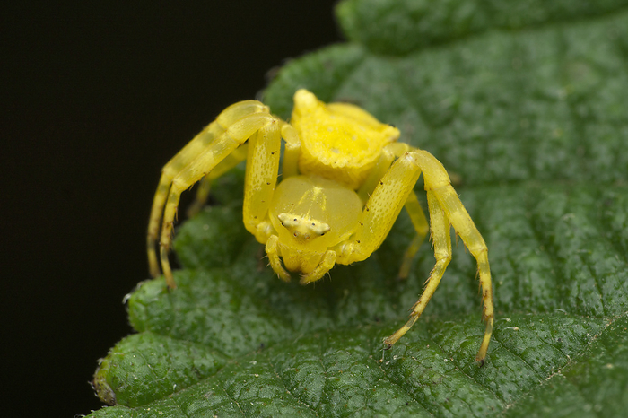 Yellow crab spider, Misumena vatia, Satara, Maharashtra, India Yellow crab spider, Misumena vatia, Satara, Maharashtra, India, by Zoonar RealityImages