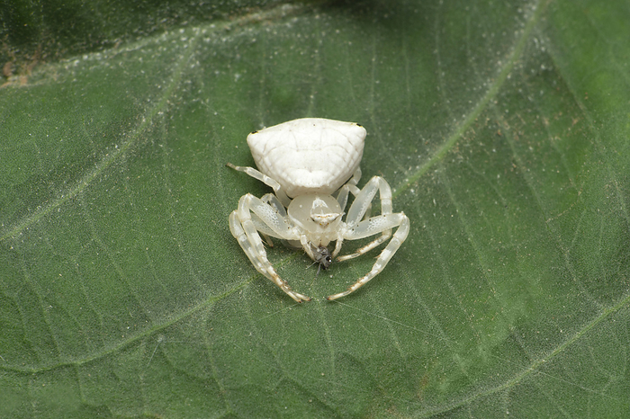 Thomisus spectabilis, also known as the white crab spider or Australian crab spider, Satara, Maharashtra, India Thomisus spectabilis, also known as the white crab spider or Australian crab spider, Satara, Maharashtra, India, by Zoonar RealityImages