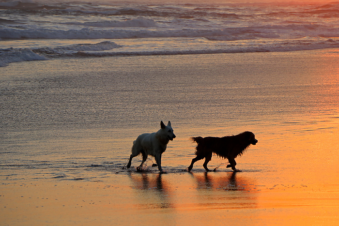 Silhouetted dogs running and playing on a scenic sandy beach at sunset Silhouetted dogs running and playing on a scenic sandy beach at sunset, by Zoonar Nico Smit