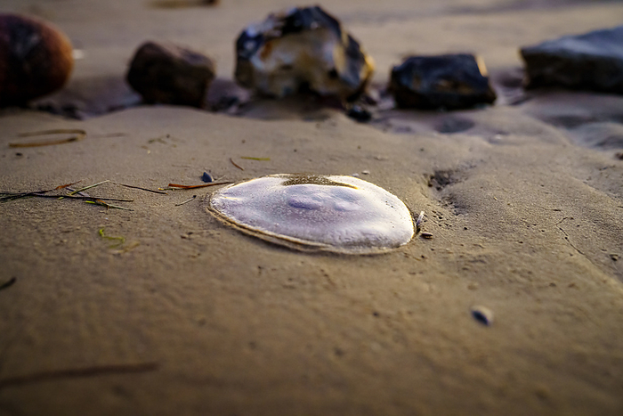 Closeup of a jellyfish Closeup of a jellyfish, by Zoonar Bernd Bruegge