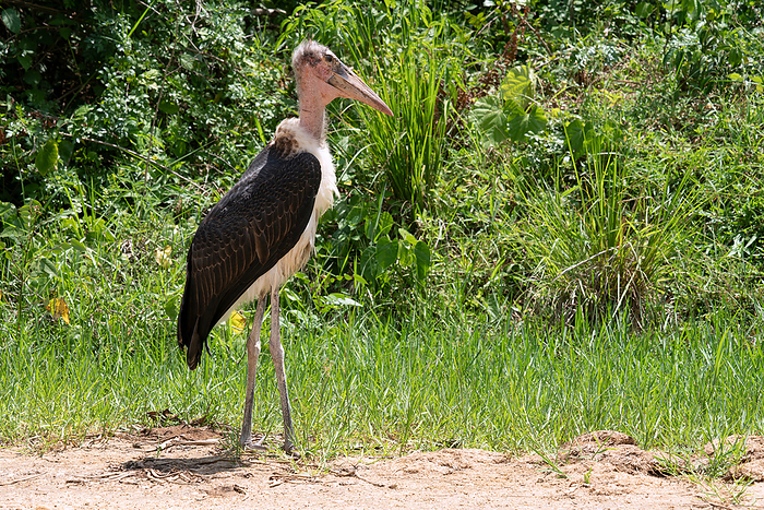 Marabou stork, Leptoptilos crumeniferus Marabou stork, Leptoptilos crumeniferus, by Zoonar Alexander Lud