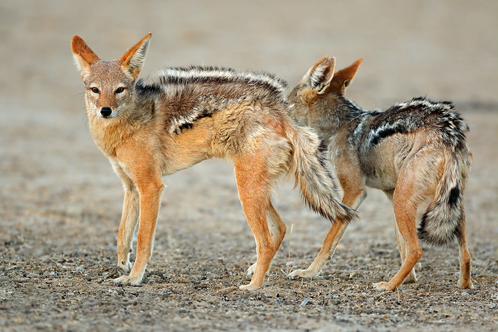 A pair of black backed jackals  Canis mesomelas  A pair of black backed jackals  Canis mesomelas , by Zoonar Nico Smit