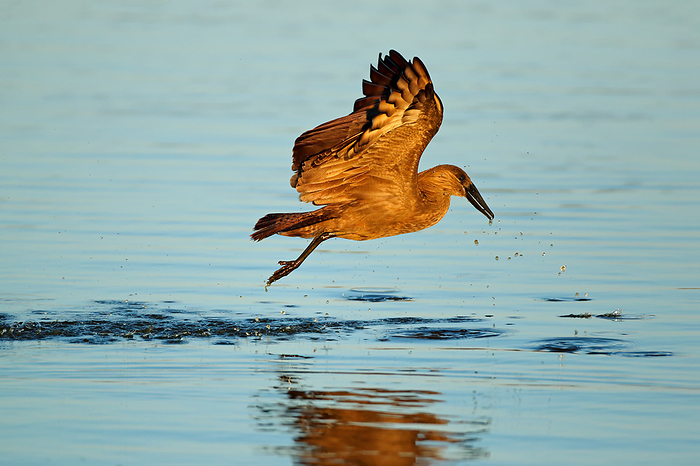 A hamerkop bird  Scopus umbretta  in flight over water A hamerkop bird  Scopus umbretta  in flight over water, by Zoonar Nico Smit
