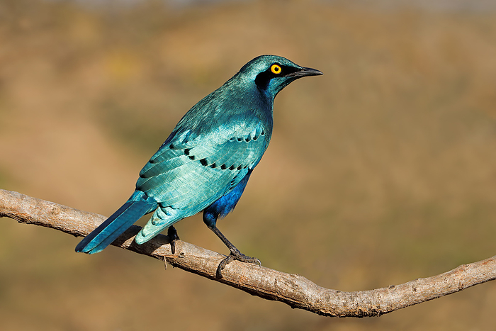 An greater blue eared starling  Lamprotornis chalybaeus  perched on a branch An greater blue eared starling  Lamprotornis chalybaeus  perched on a branch, by Zoonar Nico Smit