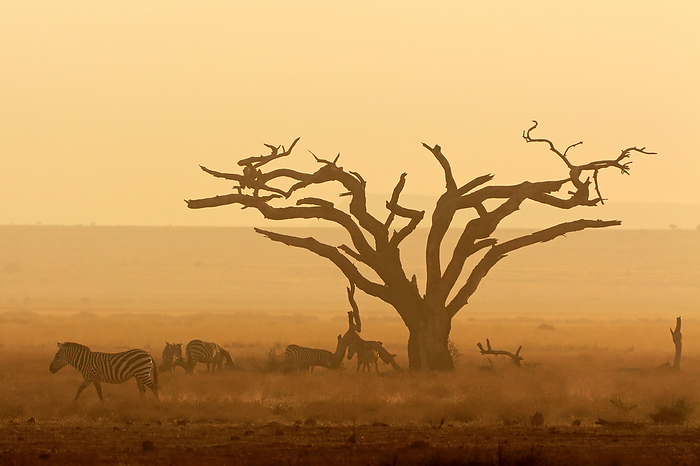 African sunset with silhouetted tree and plains zebras African sunset with silhouetted tree and plains zebras, by Zoonar Nico Smit