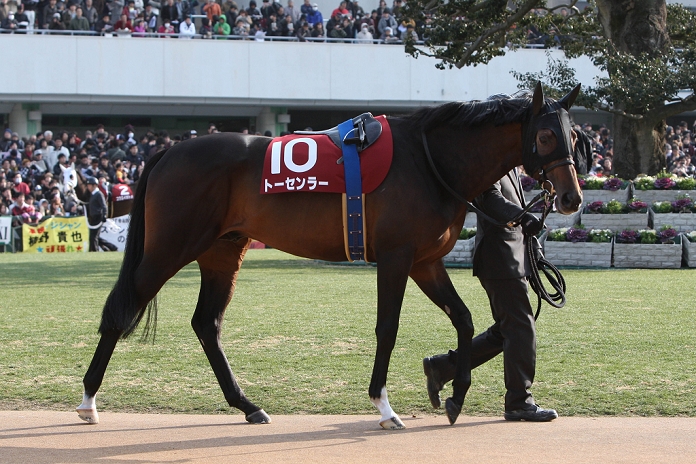 2014 Kyoto Kinen  G2  Tosen Ra, FEBRUARY 16, 2014   Horse Racing : Tosen Ra is led through the paddock before the Kyoto Kinen at Kyoto Racecourse in Kyoto, Japan. Eiichi Yamane AFLO 