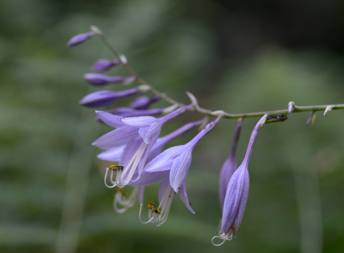 Hosta sieboldii (species of plantain lily)