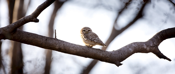 India Spotted Owl bird, Athene brama, in Ranthambhore National Park, Rajasthan, Northern India