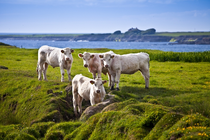 Ireland Charolais cattle on coastal pasture in County Clare, West Coast of Ireland
