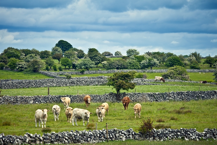 Cows in dry stone wall paddock near Ballinrobe, County Mayo, Ireland