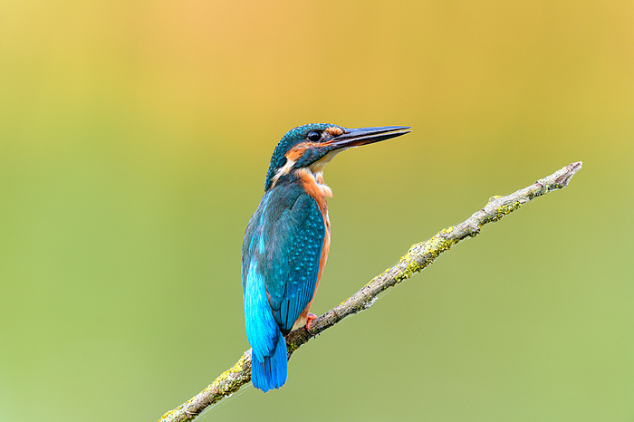 Common Kingfisher  Alcedo atthis . Common Kingfisher  Alcedo atthis ., by Zoonar Thomas Marth
