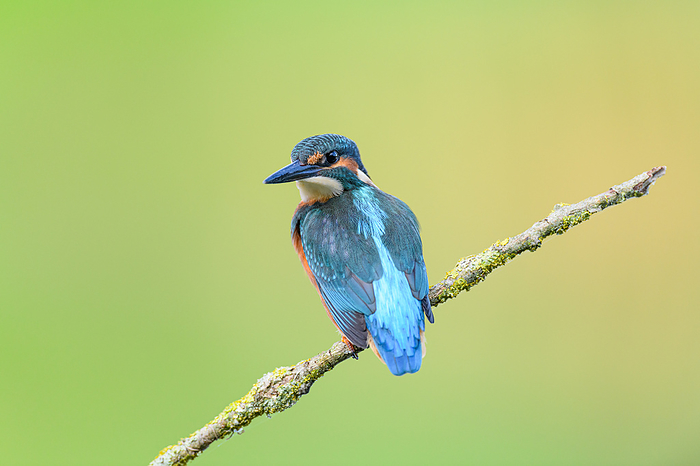 Common Kingfisher  Alcedo atthis . Common Kingfisher  Alcedo atthis ., by Zoonar Thomas Marth