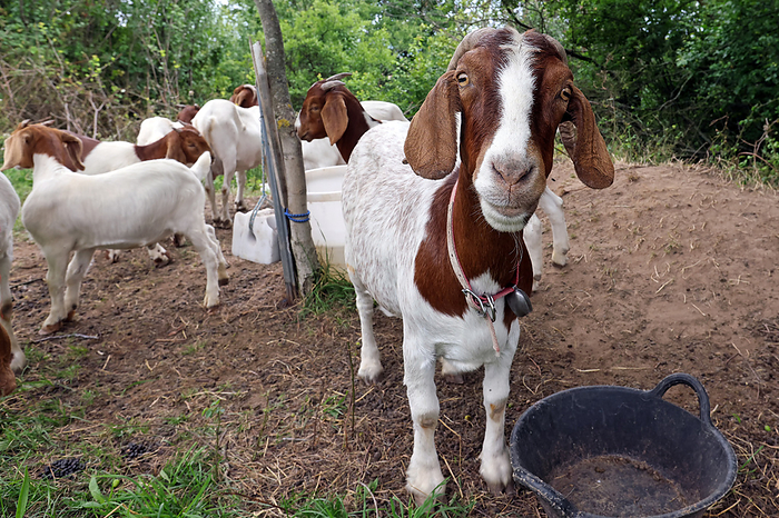 Boer goat Boer goat, by Zoonar Norman P. Kra