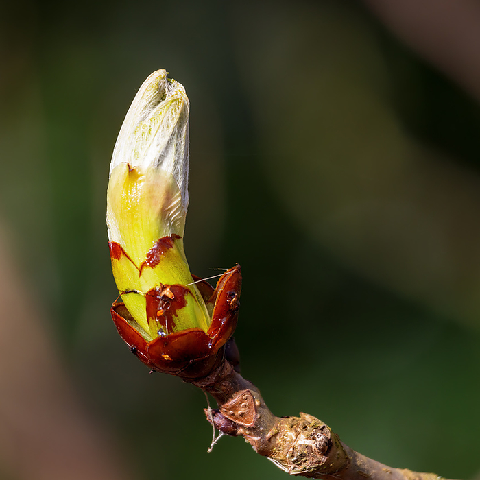 Sticky bud of the Horse Chestnut tree bursting into leaf Sticky bud of the Horse Chestnut tree bursting into leaf, by Zoonar Phil Bird